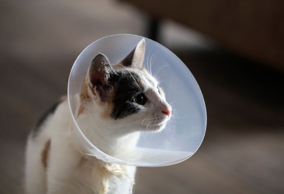 Cat in a cone
